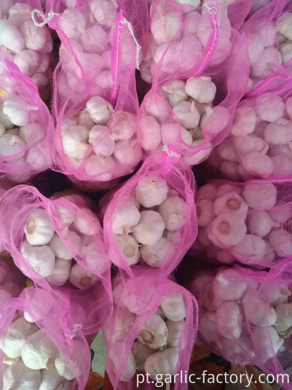 Cheap and good fresh garlic in 10kg bags